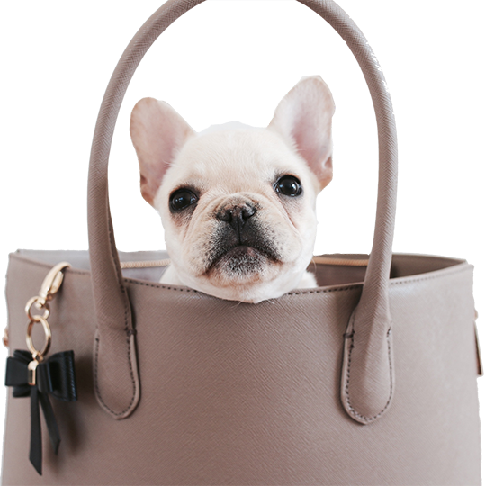 banner, dog in bag